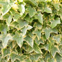Hedera helix 'Goldchild' (kant en klaar haag)